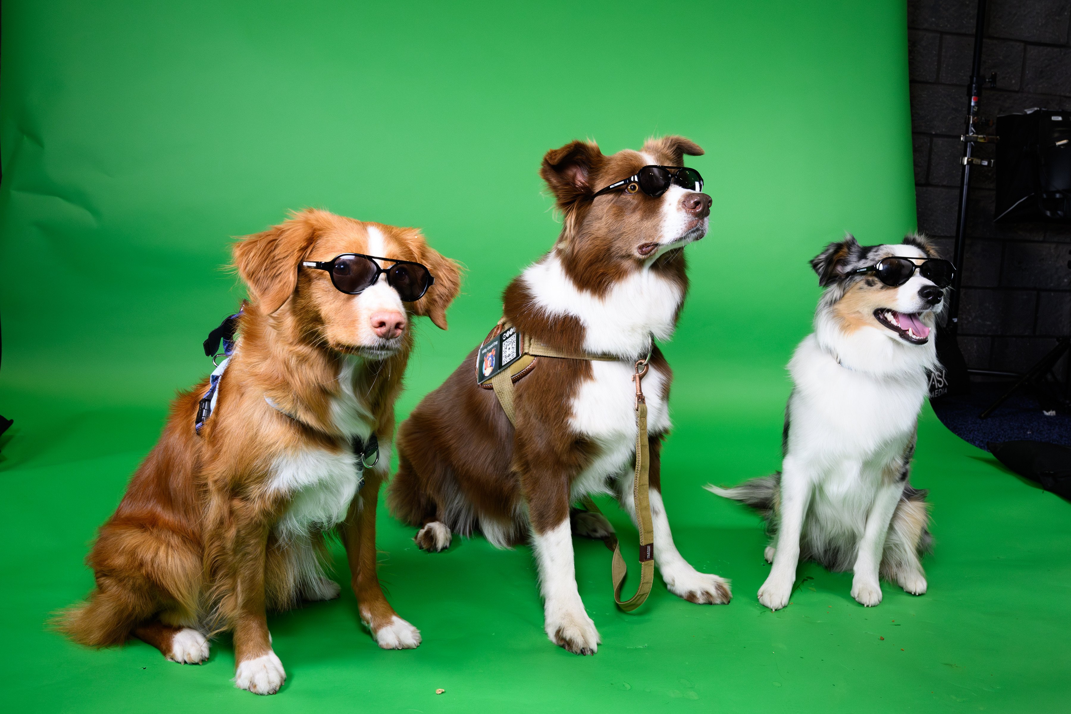 Dogs Posing
