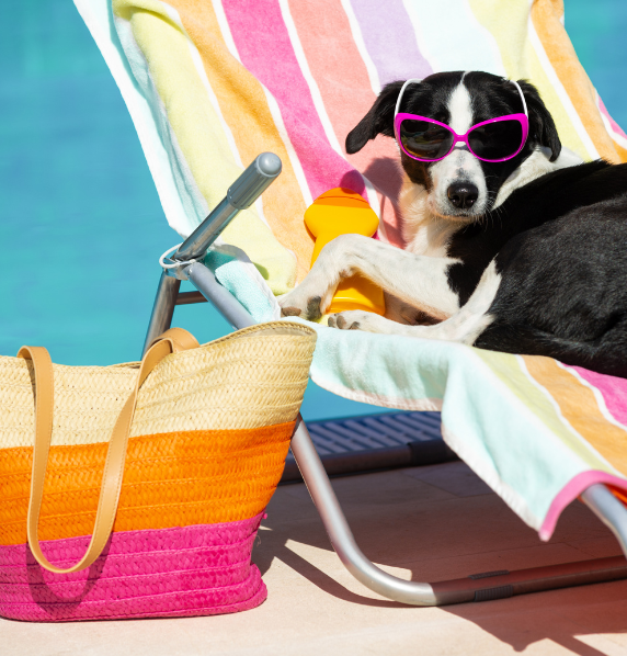 dog summer-1